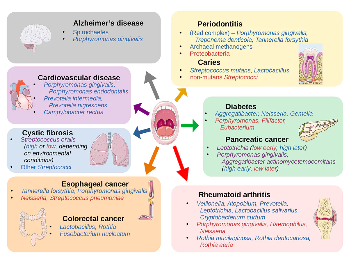 oral health vs body health